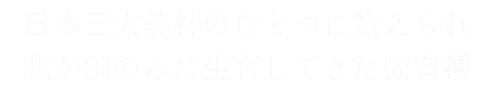 秋田杉
