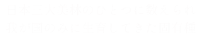 秋田杉